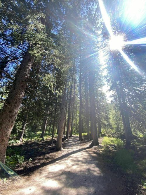 A sunlit forest path surrounded by tall trees, with sunlight streaming through the branches.