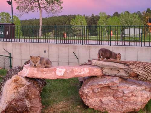 Two young foxes play on a log bridge in a grassy area, with trees and a colorful sky in the background.