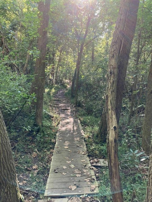 A wooden path through a lush green forest, surrounded by trees and dappled sunlight.