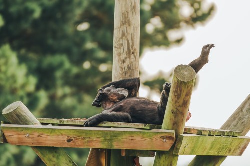 A chimpanzee lounging on a wooden structure, resting with one leg raised and hand on its head.