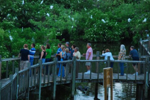 A group of people stands on a wooden bridge, observing birds in a lush, green wetland area.