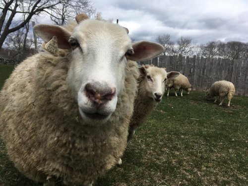 A close-up of a sheep with a tag, with other sheep grazing in the background under a cloudy sky.