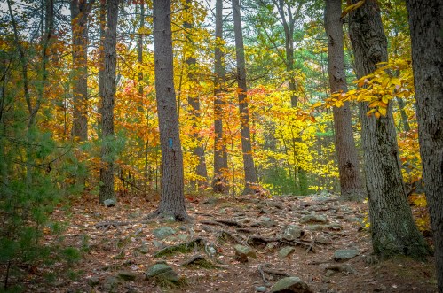 A serene forest scene with tall trees and colorful autumn leaves, showcasing a winding path and exposed roots.