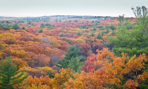 A vibrant autumn landscape with trees in shades of orange, red, and green, stretching across rolling hills.