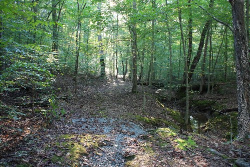 A serene forest path surrounded by lush green trees and dappled sunlight filtering through the leaves.