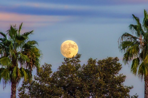 A full moon rises above lush trees, framed by palm trees against a colorful sky.