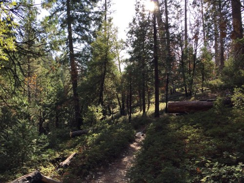 A sunlit forest path surrounded by tall trees and lush greenery, with fallen logs on the ground.