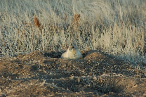 A small prairie dog peeks out from its burrow in a dry, grassy landscape.