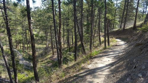 A winding dirt path through a dense forest of tall pine trees, with sunlight filtering through the branches.