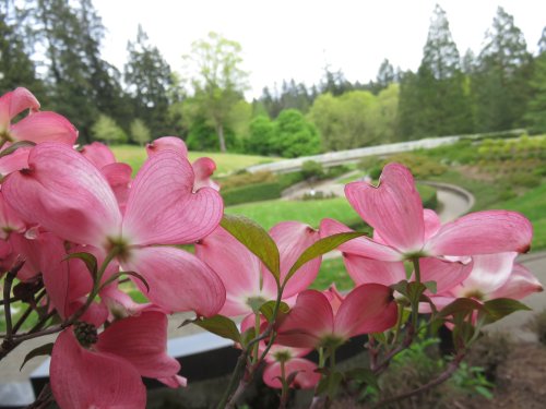 Pink dogwood flowers in the foreground with a lush green garden and trees in the background.