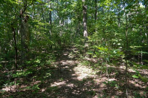 A sunlit forest path surrounded by lush green trees and foliage.
