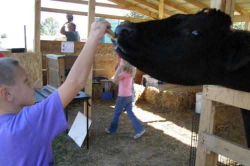 A child feeding a black cow in a barn, with another child playing in the background among hay bales.