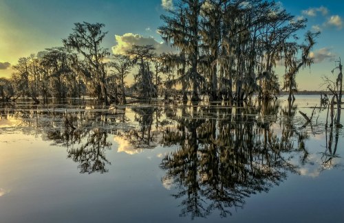 A serene swamp scene at sunset, featuring cypress trees draped in Spanish moss reflected in calm waters.