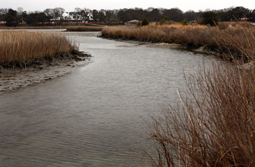 A winding waterway surrounded by tall grasses and marshland, with a distant view of buildings on a cloudy day.