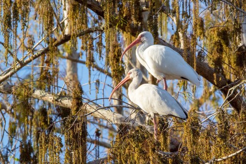 Two white ibises perched on a tree branch, surrounded by hanging moss and blue sky in the background.