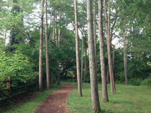 A serene path winding through tall trees in a lush green forest.