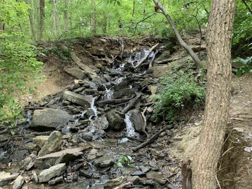 A rocky stream flows through a lush green forest, surrounded by trees and vegetation.