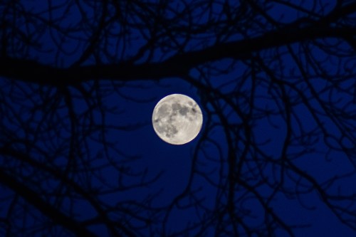 A full moon glowing brightly in a dark blue sky, framed by silhouetted tree branches.