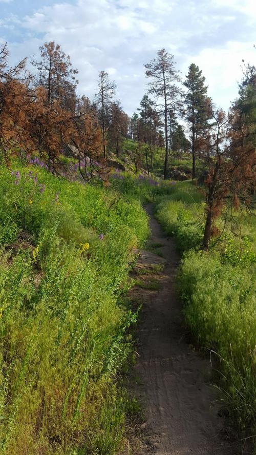 A winding dirt path through a lush green landscape with wildflowers and charred trees in the background.