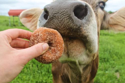 A close-up of a cow curiously reaching for a hand holding a cinnamon sugar donut in a green field.