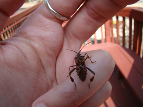 A person holding a brown bug with long legs and antennae on their hand, with a wooden deck in the background.
