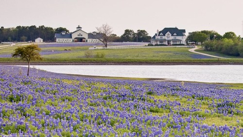A scenic view of a field of bluebonnets near a lake, with a large white house and barn in the background.