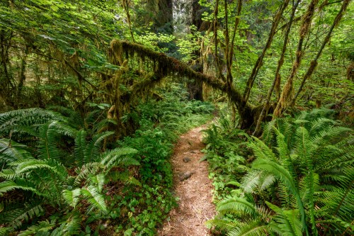 A lush forest path surrounded by ferns and moss-covered trees, leading into a vibrant green wilderness.