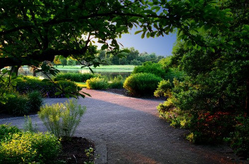 A serene pathway lined with lush greenery, leading to a tranquil pond under soft evening light.