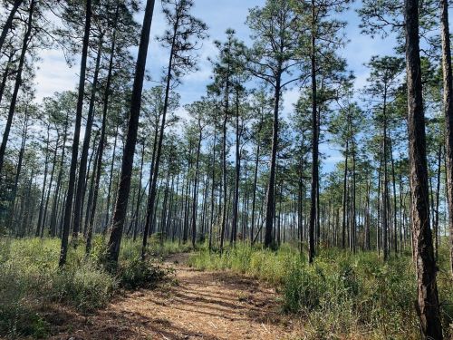 A serene forest scene with tall pine trees and a clear blue sky, featuring a dirt path through lush greenery.