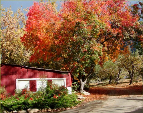 A vibrant autumn scene featuring colorful trees and a rustic red building along a winding path.