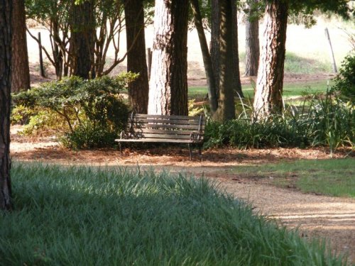 A wooden bench surrounded by trees and greenery in a peaceful park setting.