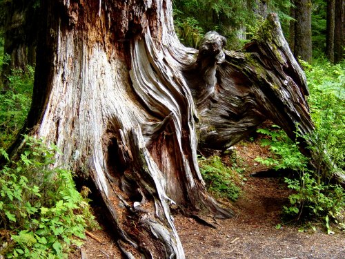 A gnarled tree trunk with intricate textures, surrounded by lush greenery in a forest setting.