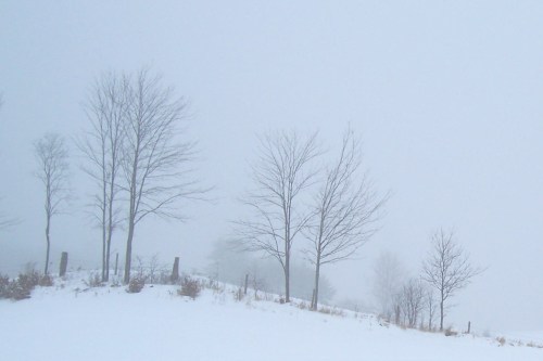 A foggy winter landscape with bare trees and a snowy ground, creating a serene, muted atmosphere.