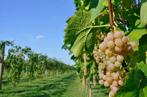 Close-up of white grapes hanging from a vine, with a vineyard stretching into the distance under a clear blue sky.