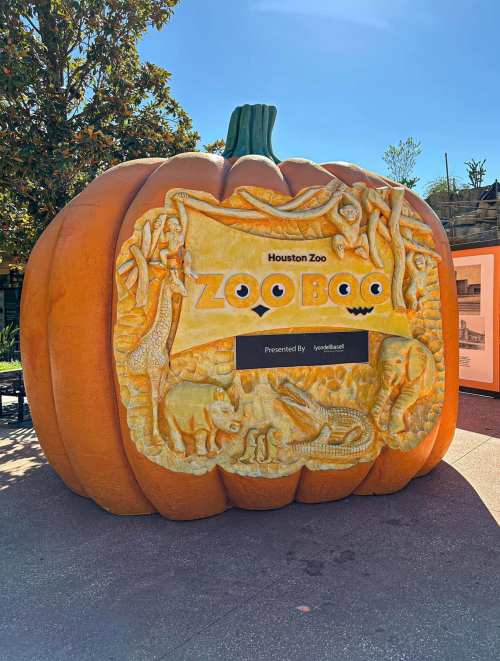 A large carved pumpkin at the Houston Zoo, featuring the text "Zoo Boo" and various animal designs.