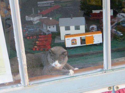 A gray cat lounges on a windowsill, overlooking a miniature train set and model buildings inside a shop.
