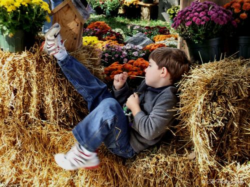 A young boy relaxes on a hay bale surrounded by colorful flowers at a fall festival.