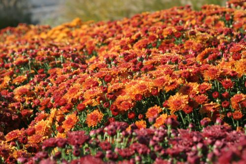 A vibrant field of orange and red chrysanthemums in full bloom, creating a colorful floral display.
