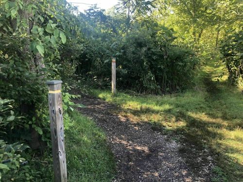 A narrow dirt path splits between two overgrown areas, marked by wooden posts in a lush, green environment.