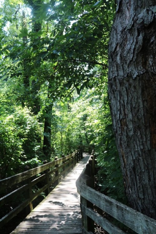 A wooden boardwalk winding through a lush, green forest with sunlight filtering through the trees.