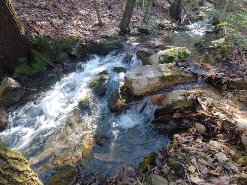 A small, flowing stream with rocks and moss, surrounded by trees and fallen leaves in a serene forest setting.
