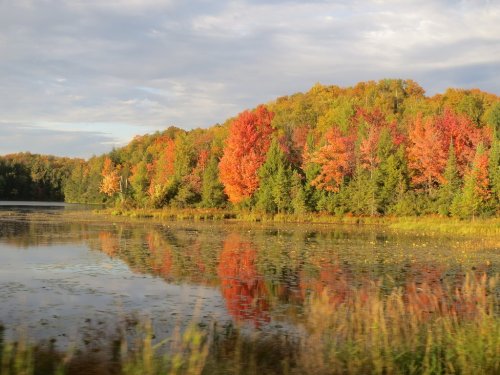 Vibrant autumn foliage reflects on a calm lake, surrounded by lush greenery and a cloudy sky.