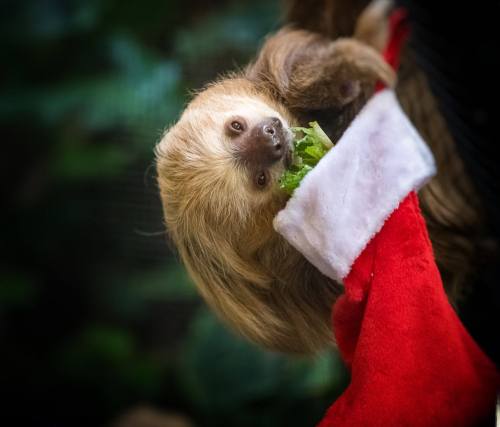 A sloth hanging upside down from a red stocking, munching on a piece of lettuce.