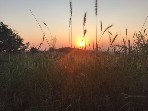 Sunset over a grassy field, with tall grasses silhouetted against the colorful sky.