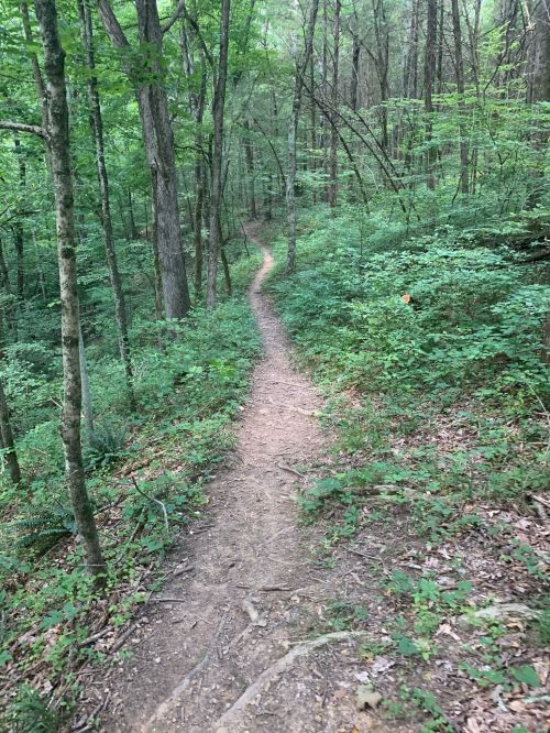 A winding dirt path through a lush green forest, surrounded by trees and underbrush.