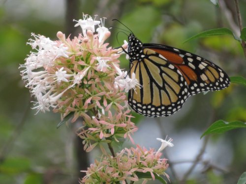 A monarch butterfly perched on a cluster of pink and white flowers, surrounded by green foliage.