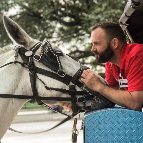 A man in a red shirt gently interacts with a white horse, adjusting its bridle near a blue cart.