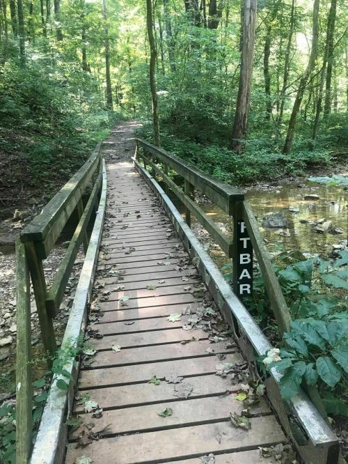 A wooden bridge over a small stream, surrounded by lush green trees and foliage in a serene forest setting.