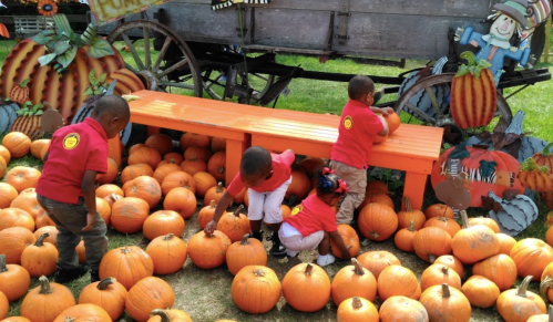 Children in red shirts play among pumpkins at a festive outdoor setting with a wooden bench and decorations.