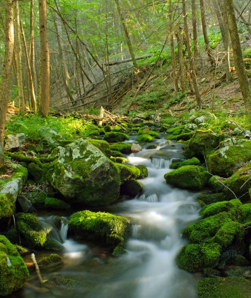 A serene forest scene featuring a flowing stream over moss-covered rocks, surrounded by lush green trees.